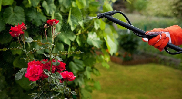 Украшая садовый участок, выбираем розу Гранд Гала